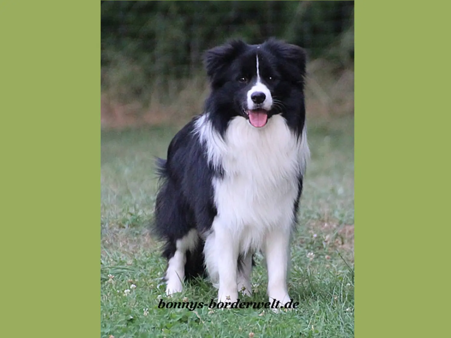 Collie