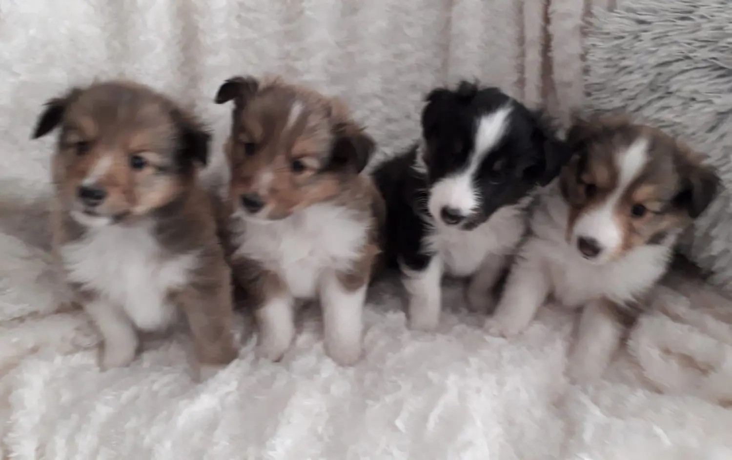 Club fur Britische Huntehunde e.V.