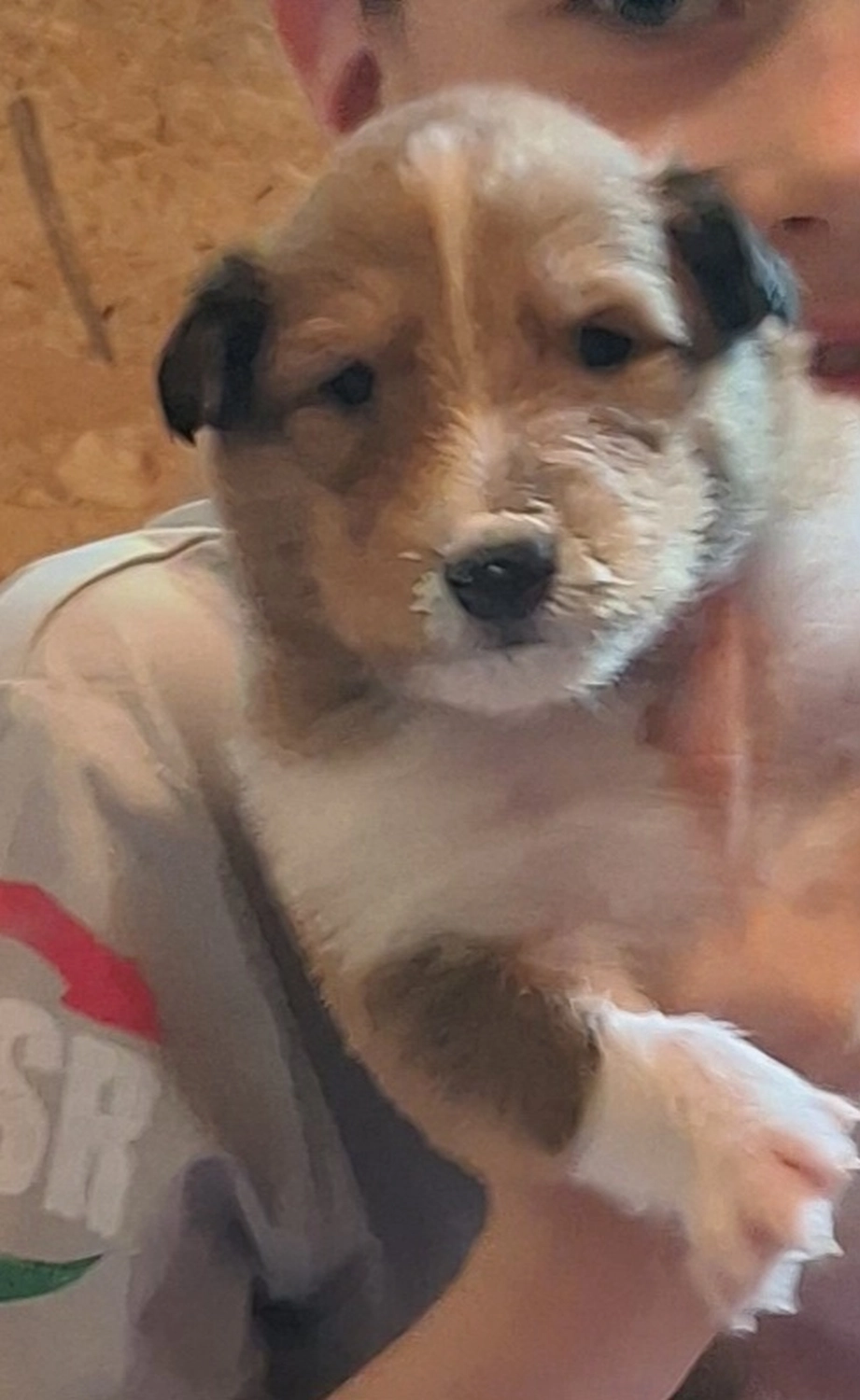 Hunde von CfBrH