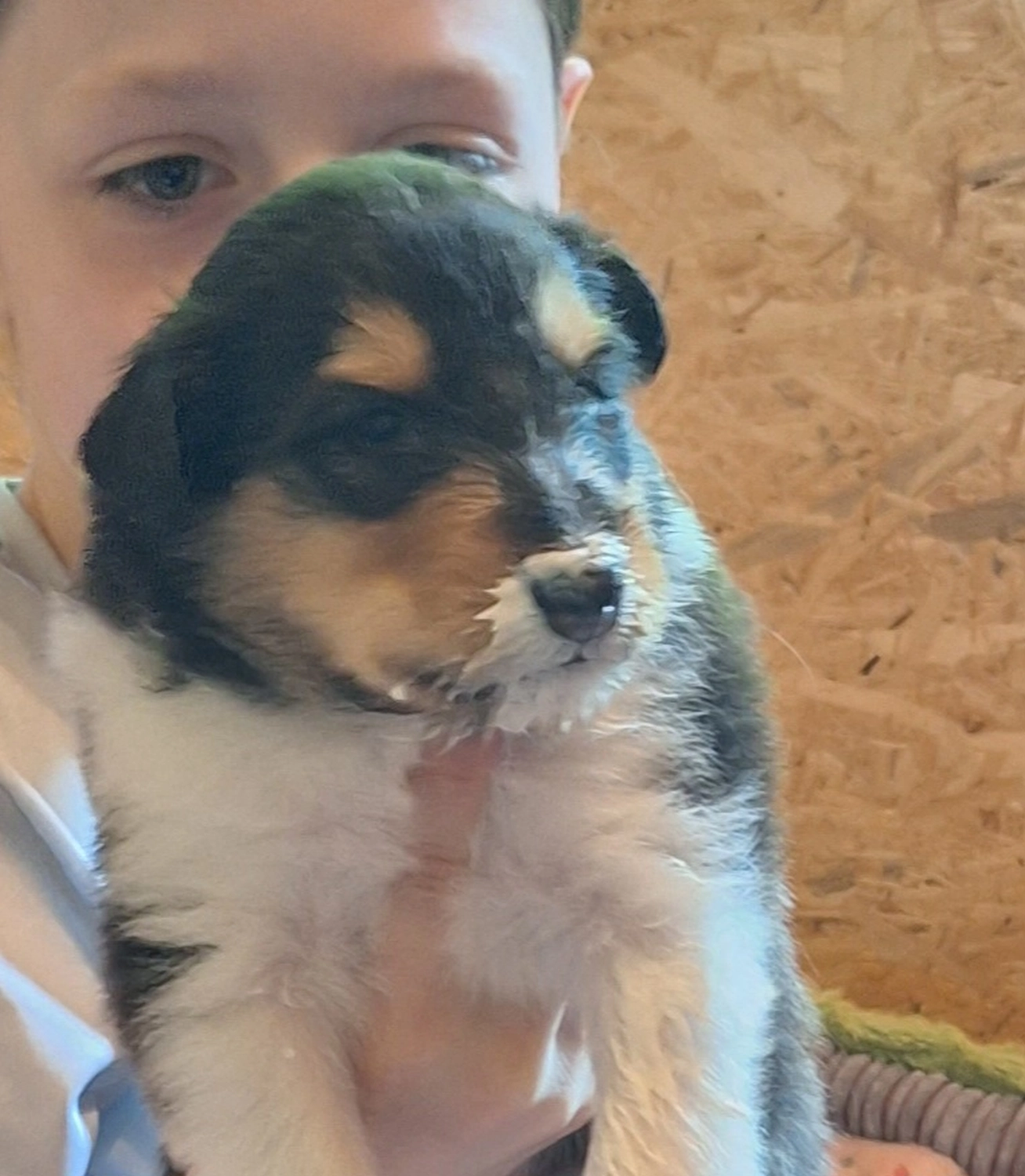Hunde von CfBrH