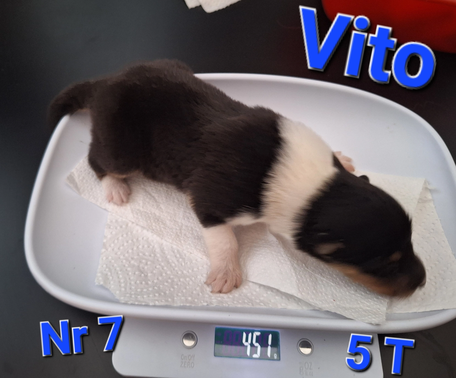 Hunde von CfBrH