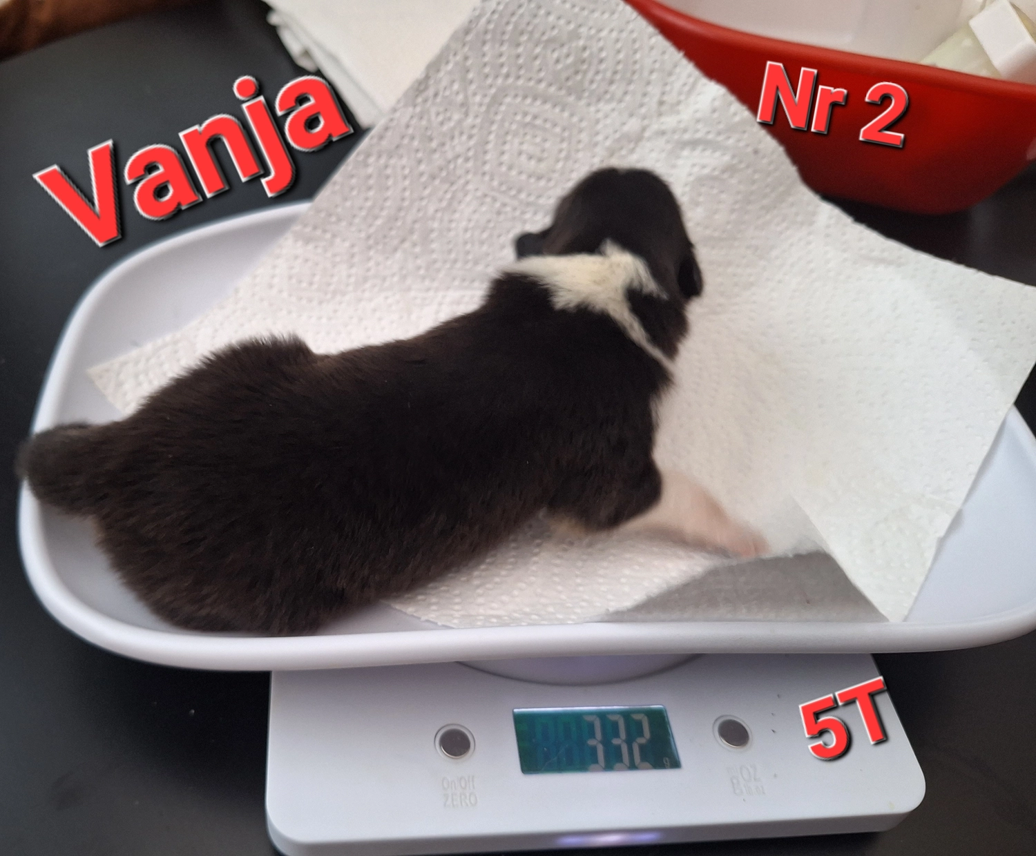 Hunde von CfBrH
