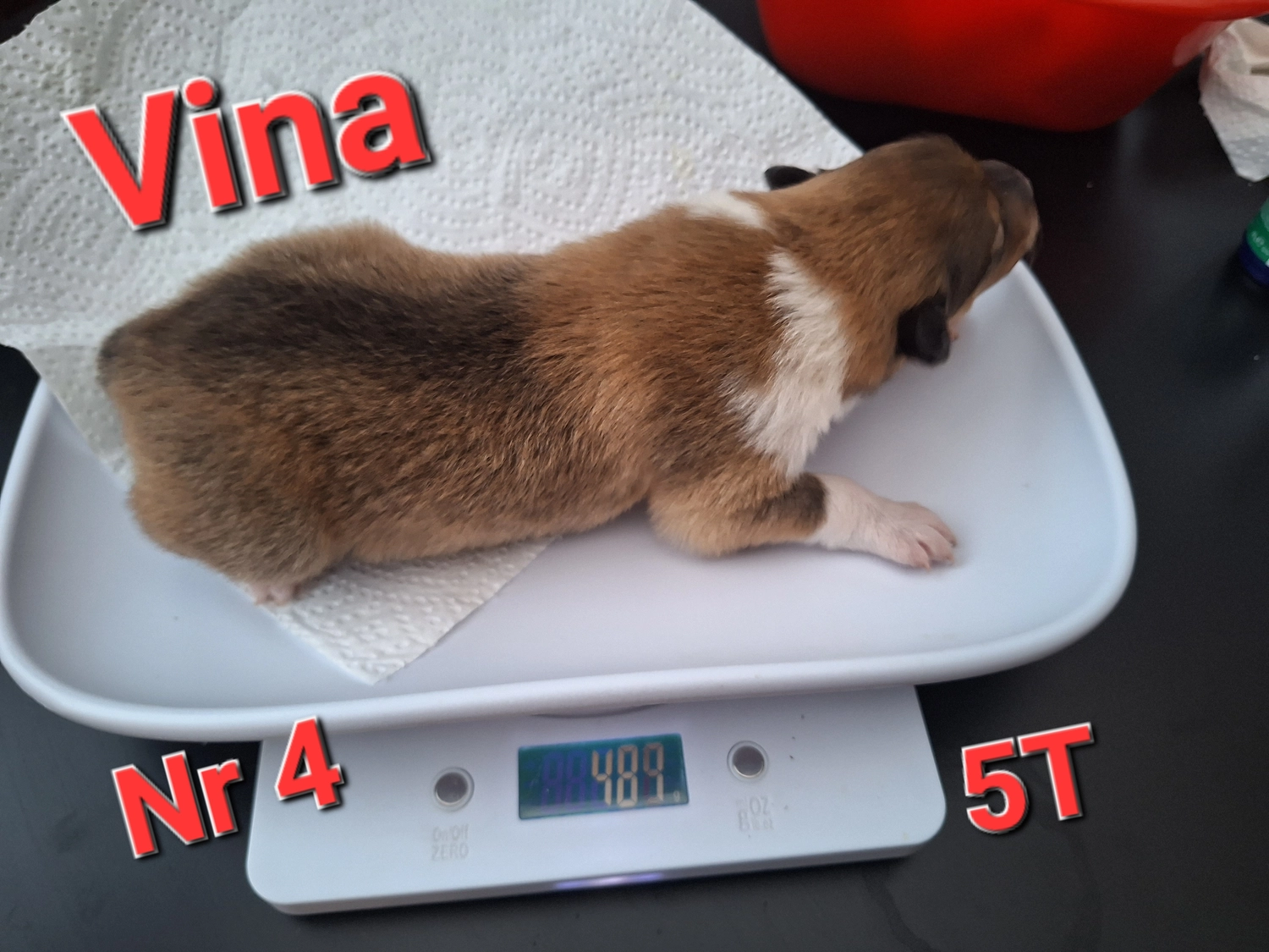 Hunde von CfBrH