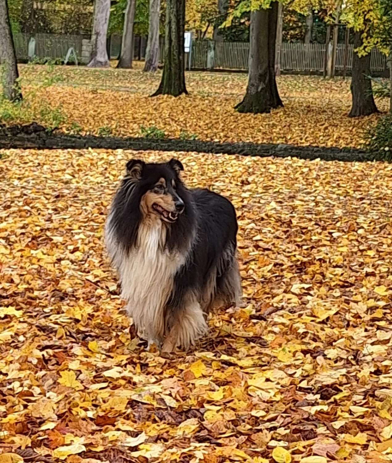 Deckrüden