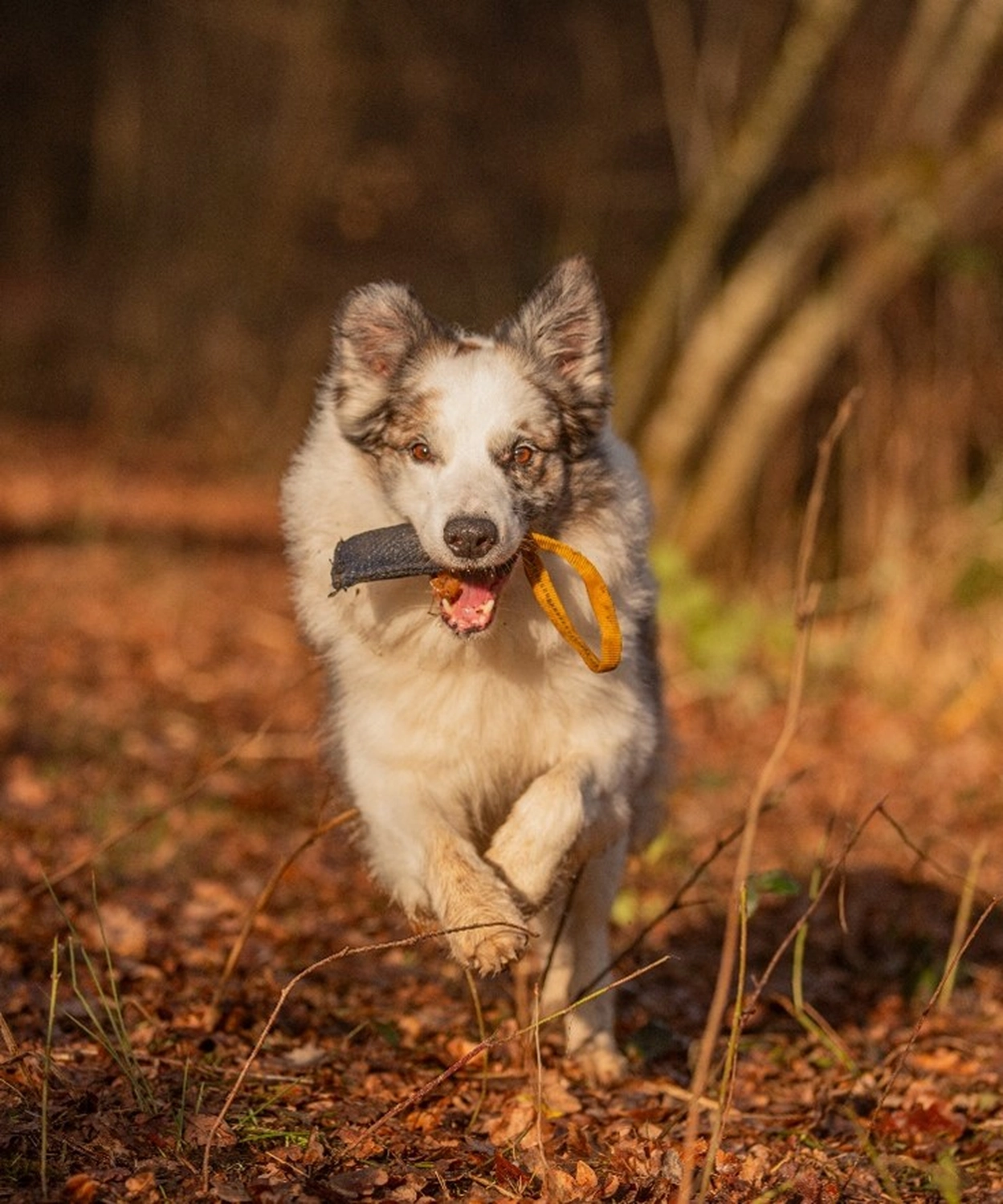 Club fur Britische Huntehunde e.V.